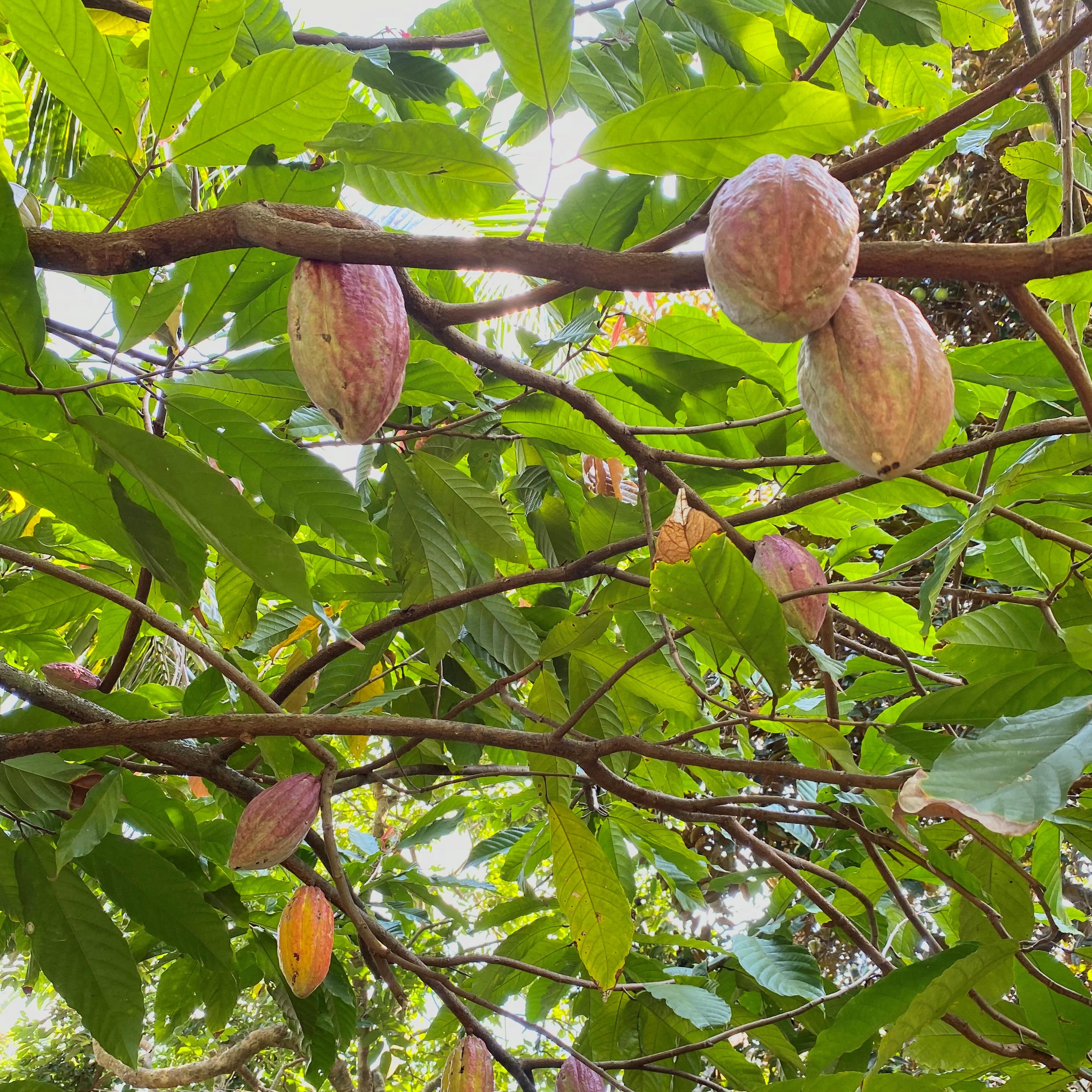 Cacao101
